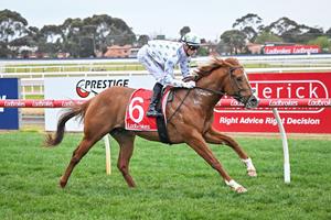 LOOKALIKE STAR TURN COLTS FRANKS HOT FORM RACE